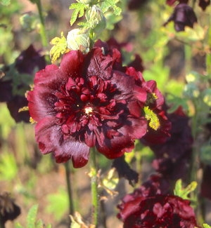 Alcea Hollyhock 'Chater's Double Maroon'' New 2022